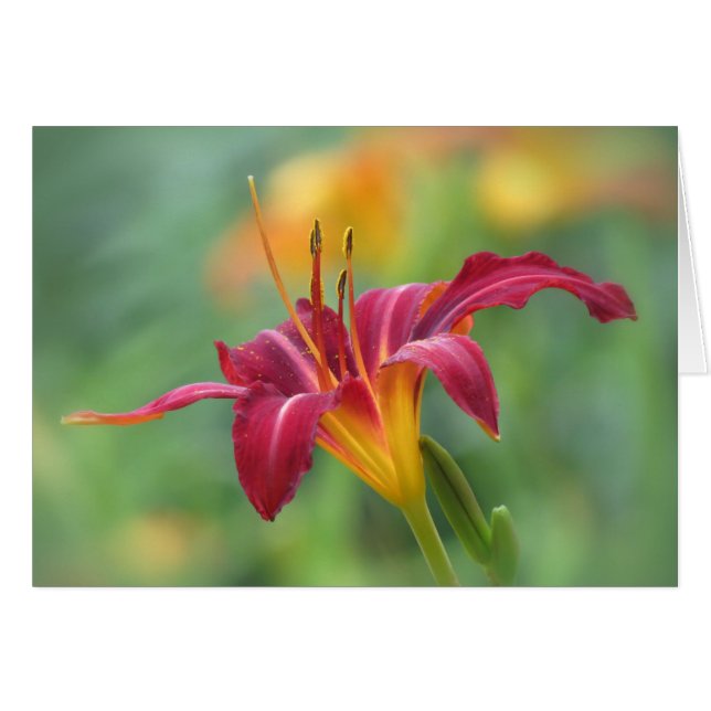 Crimson Lily - Daylily (Devant horizontal)