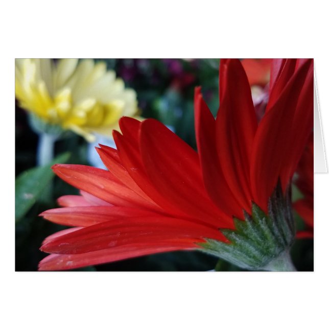 Crimson Red Gerbera Daisy Blume Nah-Up Foto (Vorderseite (Horizontal))