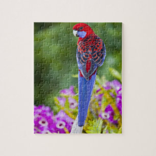 Crimson Rosella & Hintergrund der Orchideen Laming
