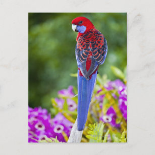 Crimson Rosella & Hintergrund der Orchideen Laming Postkarte