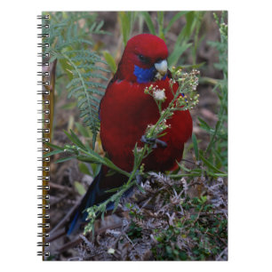 Crimson Rosella Notizblock
