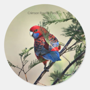 Crimson Rosella Parrot, Runder Aufkleber
