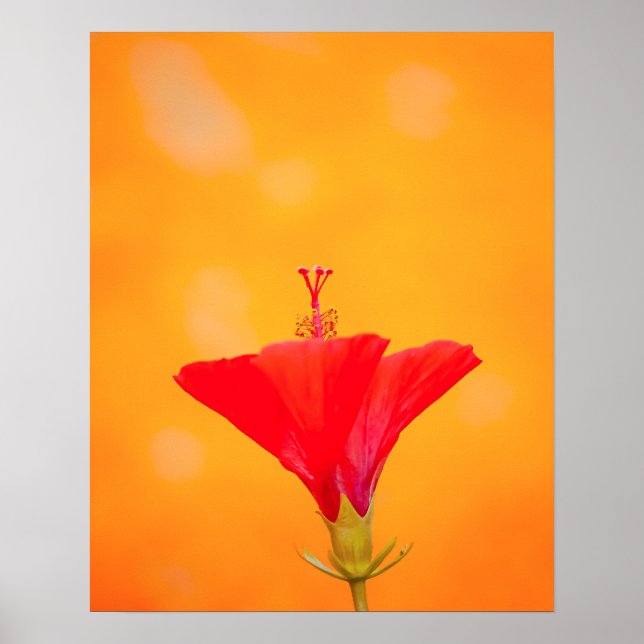 Crimson Serenity Poster (Vorne)