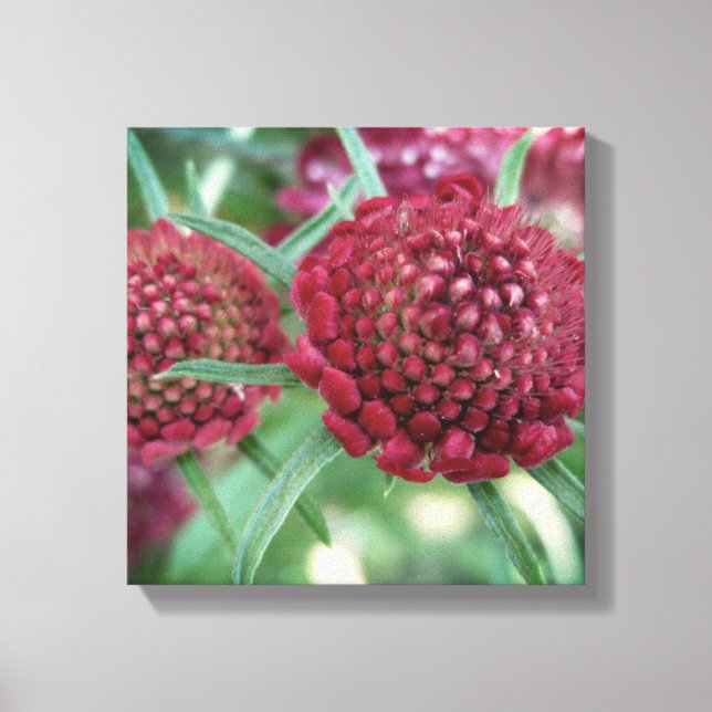 Crimson Wild Blume Canvas Print Leinwanddruck (Vorderseite)
