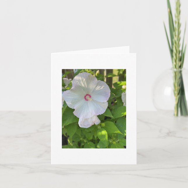 Crimsoneyed Rose Mallow Hibiskus Karte (Vorderseite)