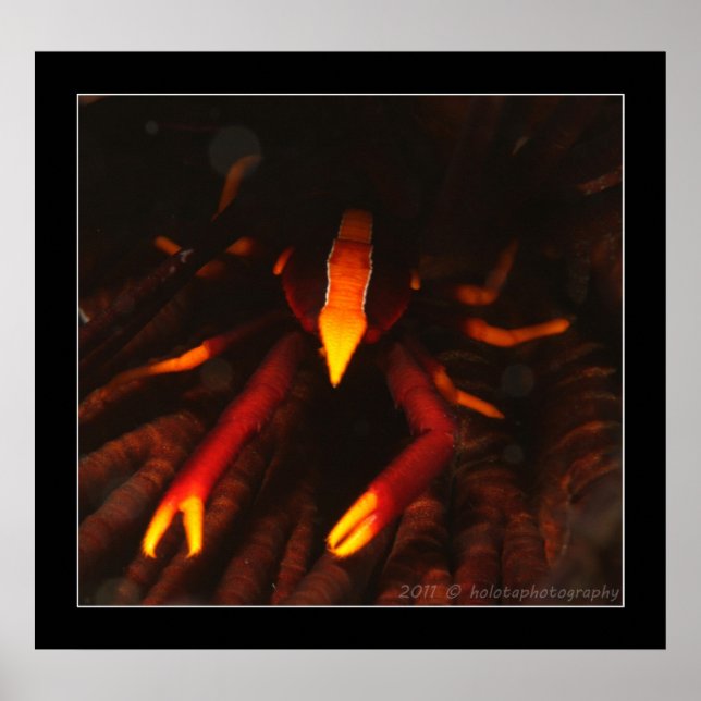 Crinoid Hummer Poster (Vorne)