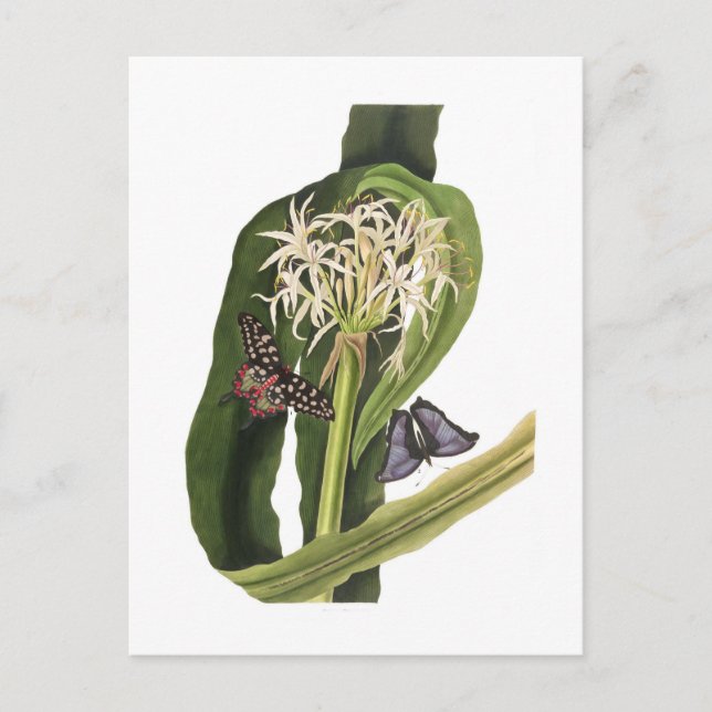 Crinum pedunculatum postkarte (Vorderseite)
