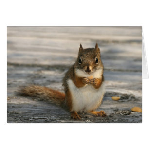 Crique de canard noir