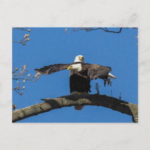 Criss Cross Eagles Postkarte