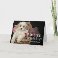 Cristmas Malti-poo Welpe, der im Korb sitzt