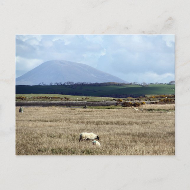Croagh Patrick beobachtet die Herde Postkarte (Vorderseite)