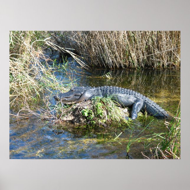 Croc Poster (Vorne)