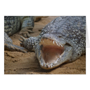 Crocodile