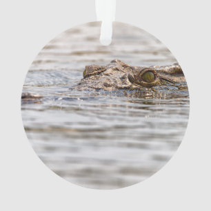 Crocodile du Nil