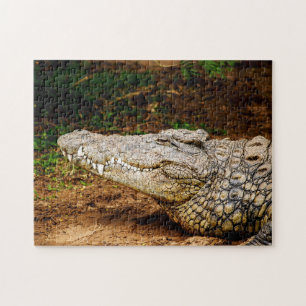 Crocodile du Nil, puzzle