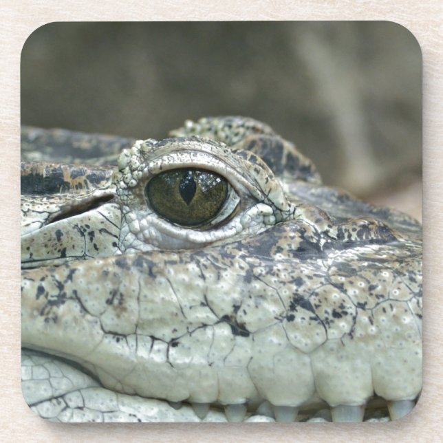 Crocodile Eye Untersetzer (Vorderseite)