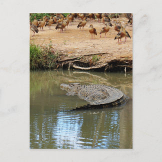 CROCODILE QUEENSLAND AUSTRALIEN POSTKARTE