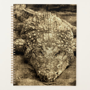 Crocodile Vintage