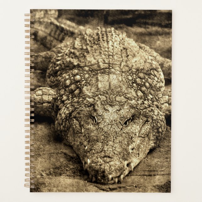 Crocodile Vintage (Devant)