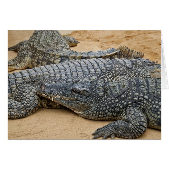 Crocodiles (Devant horizontal)