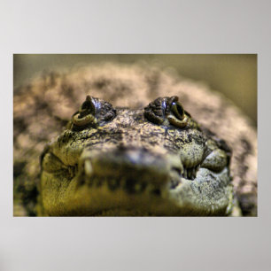 Crocodylus Moreletii Nahaufnahme Poster