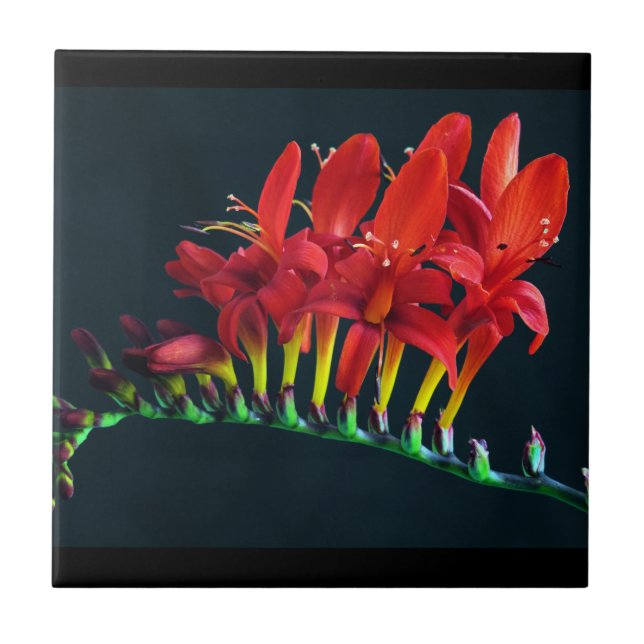 Crocosomia Lucifer Montbretia Floral Fliese (Vorderseite)