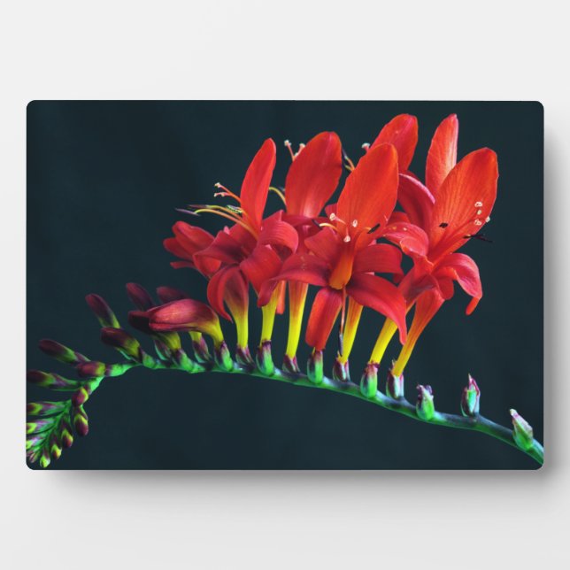 Crocosomia Lucifer Montbretia Floral Fotoplatte (Vorderseite)