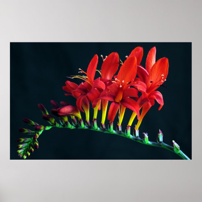 Crocosomia Lucifer Montbretia Floral Poster (Vorne)