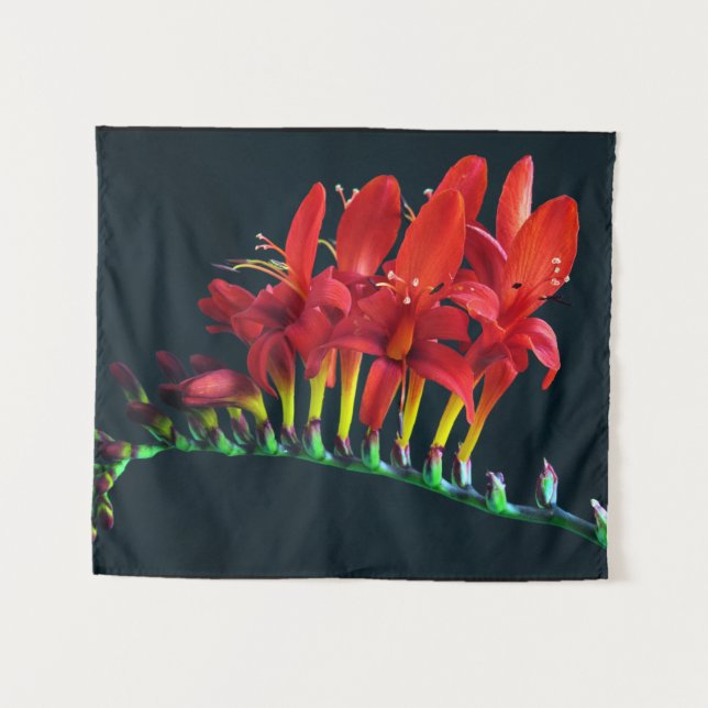 Crocosomia Lucifer Montbretia Floral Wandteppich (Vorderseite (Horizontal))