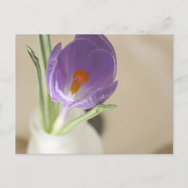 Crocus Arrangement Postkarte (Vorderseite)