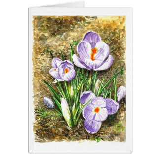 Crocus au printemps