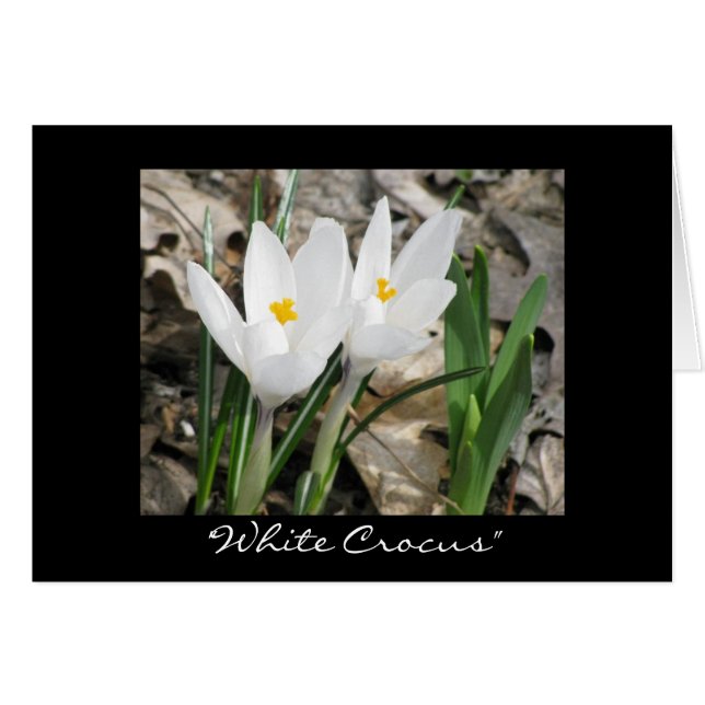 'Crocus blanc' (Devant Horizontal)