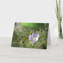 Crocus Blank