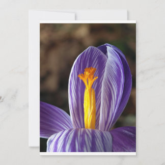 Crocus Blossom - Einladung