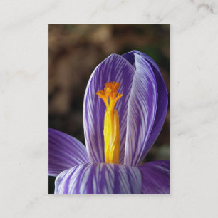 Crocus Blossom - Visitenkarte