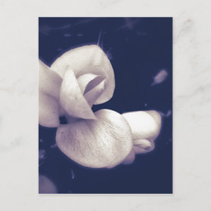 Crocus Blume Blossom in Schwarz-Weiß Postkarte