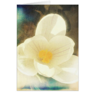 Crocus Blume Grunge