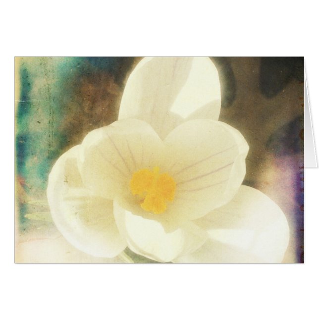 Crocus Blume Grunge (Vorderseite (Horizontal))