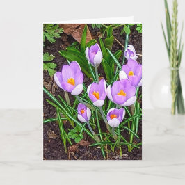 Crocus Blume Happy Oaster Karte