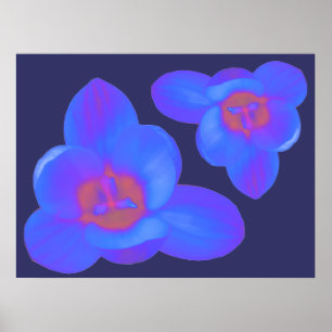 Crocus Blume Hot und Cold Print Poster