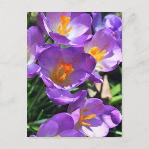 Crocus Blume.jpg Postkarte
