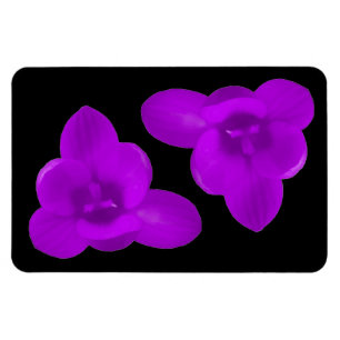 Crocus Blume Lila Premium Magnet