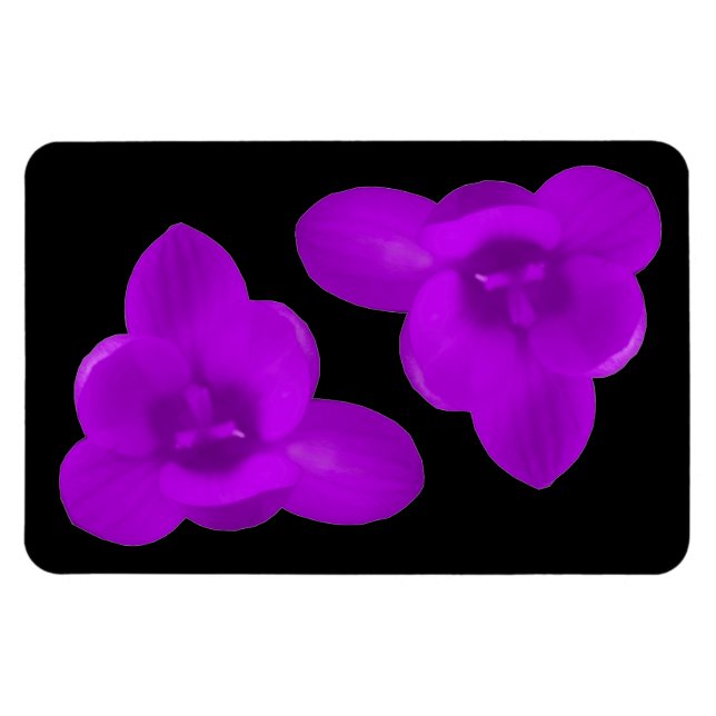 Crocus Blume Lila Premium Magnet (Horizontal)
