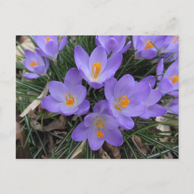 Crocus Bundle Postkarte (Vorderseite)