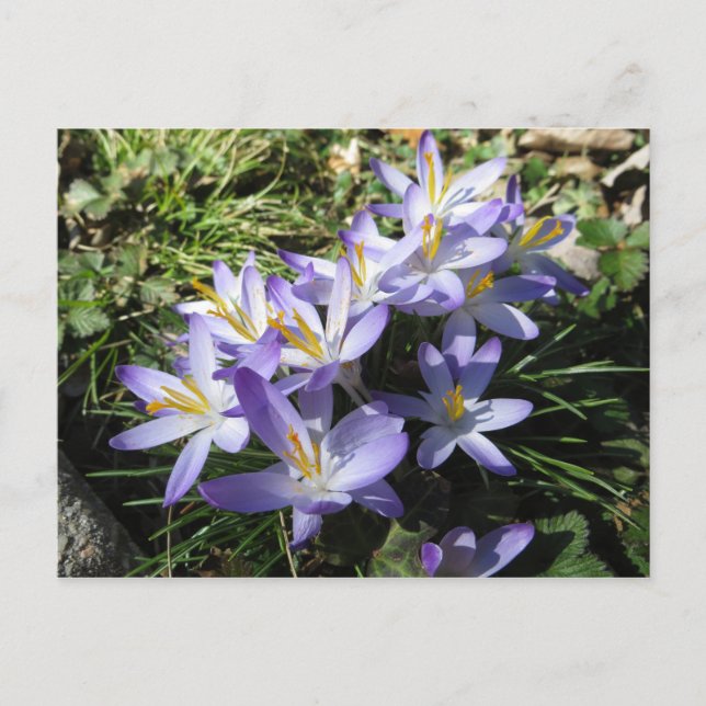 Crocus Bundle Postkarte (Vorderseite)