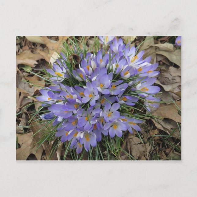 Crocus Bundle Postkarte (Vorderseite)