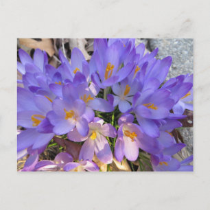 Crocus Burst Postkarte