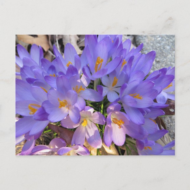 Crocus Burst Postkarte (Vorderseite)