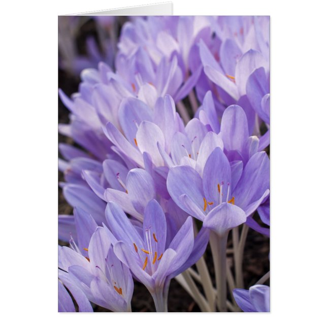 Crocus Card (Vorne)