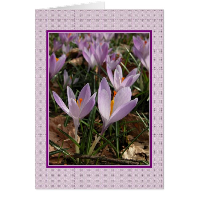 Crocus Card (Vorne)